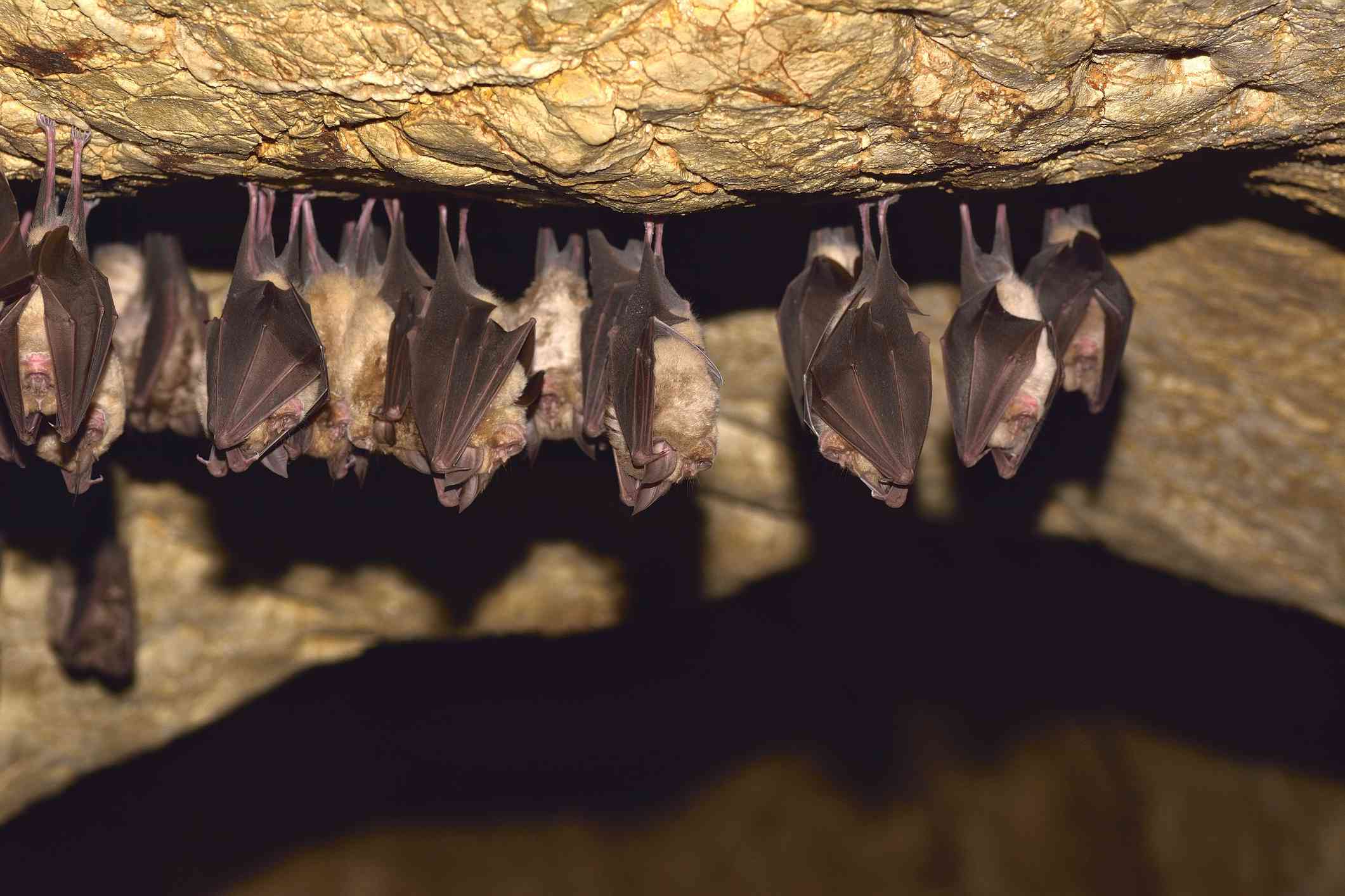 山洞里挂着蝙蝠。