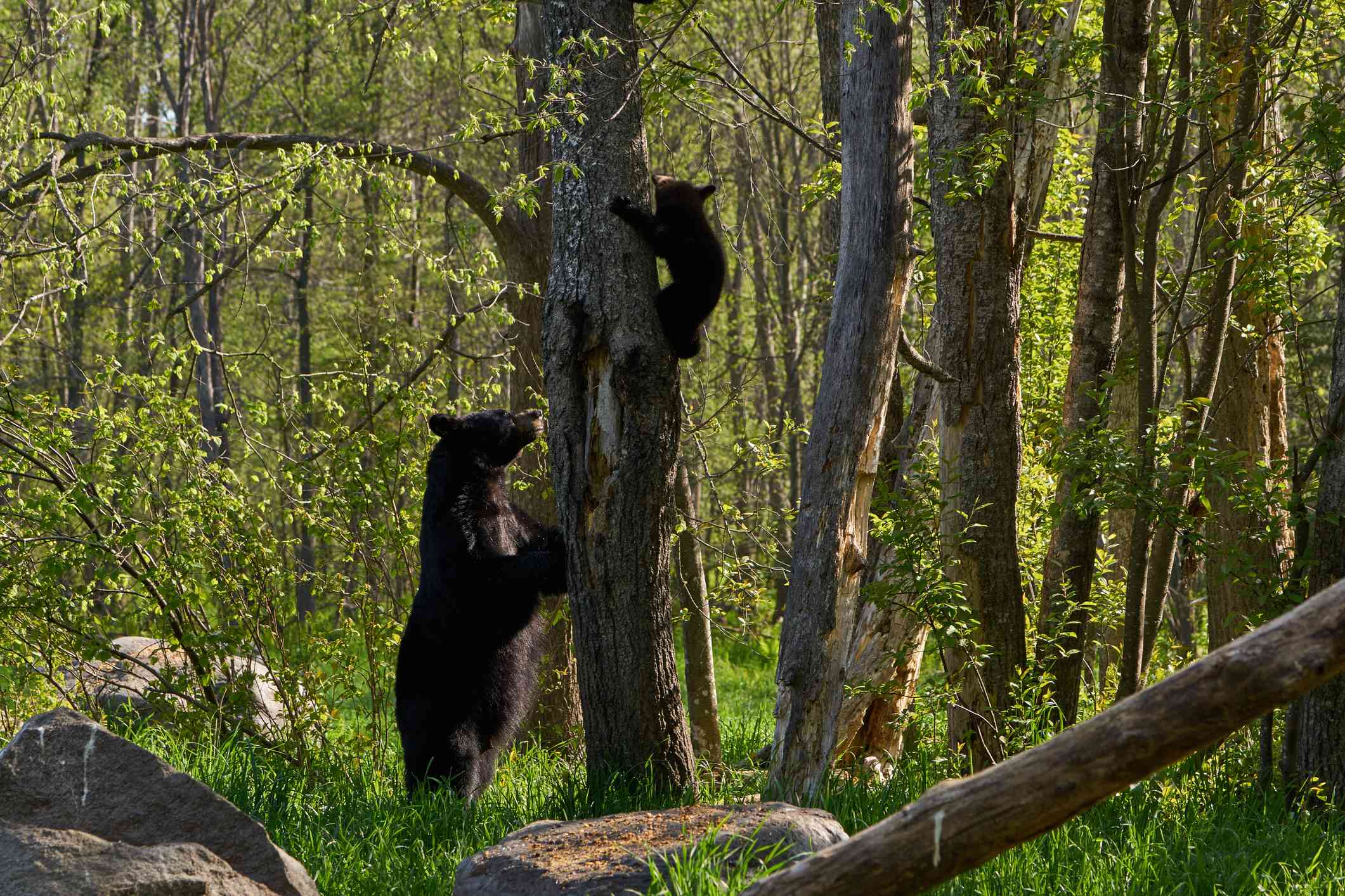 一只雌黑熊教年轻的幼崽在森林里爬一棵树