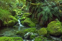 一条小溪层叠在蕨类森林中的苔藓覆盖的岩石上