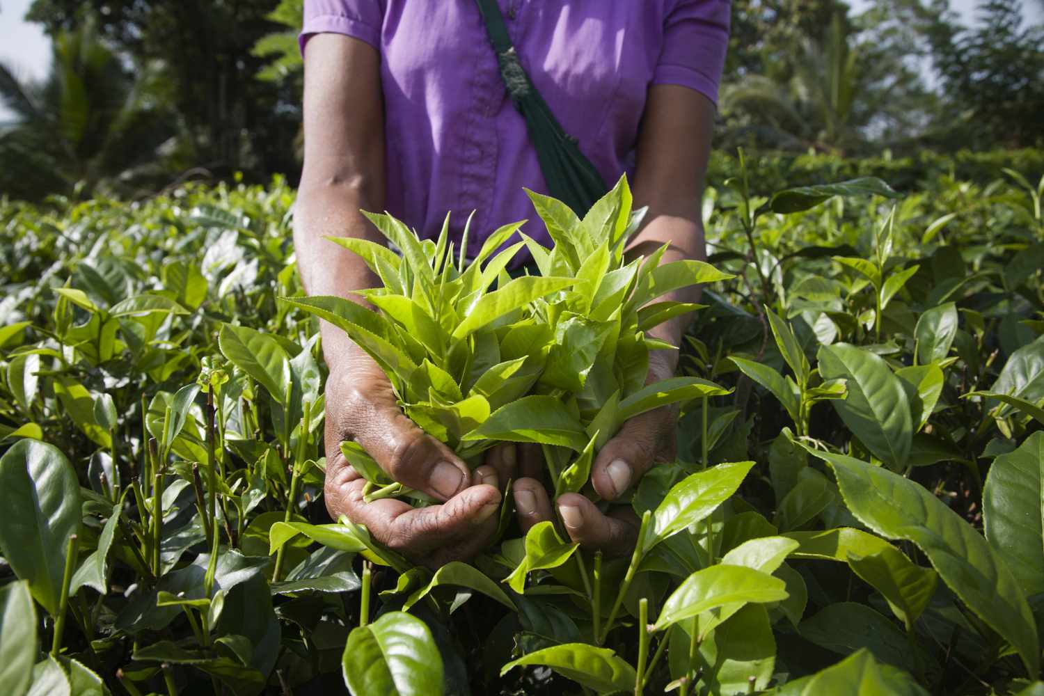 一名农业工人在茶园里拿着一把公平贸易的茶叶