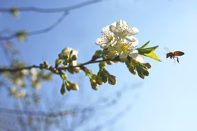 开花的樱桃枝和接近的蜜蜂