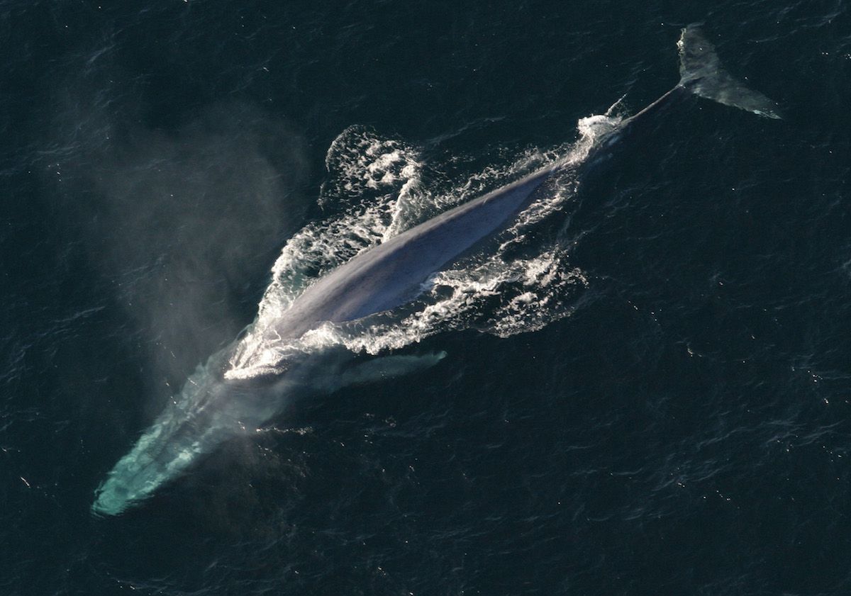 蓝鲸游泳，从上方看