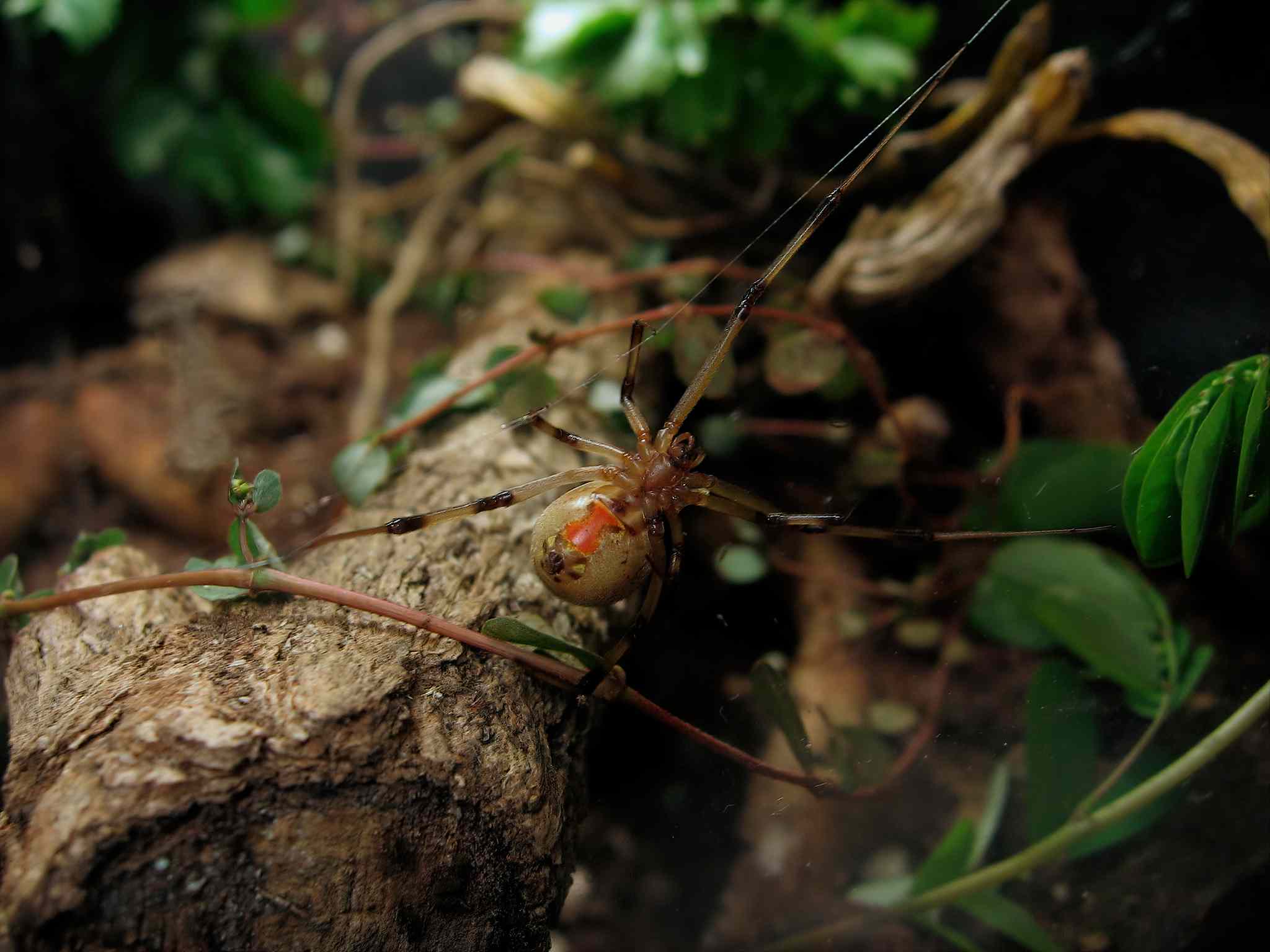 褐寡妇蜘蛛(Latrodectus geometricus)，结网