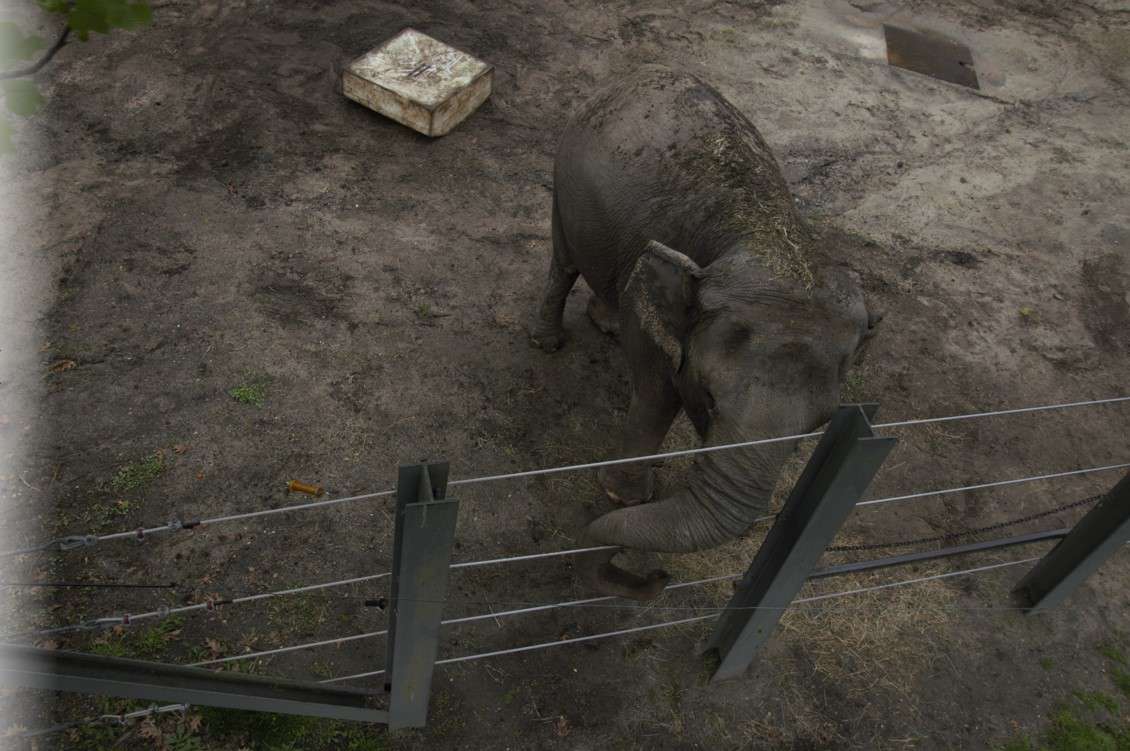 大象在围栏里快乐＂width=