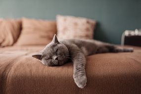 猫睡在床上”>
          </noscript>
         </div>
        </div>
        <div class=