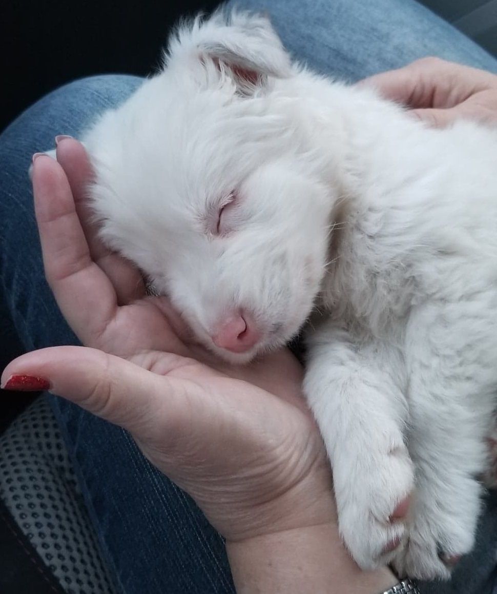 被救的小狗斯黛拉在去寄养家庭的路上睡着了。