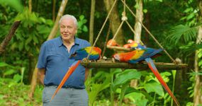 David Attenborough在哥斯达黎加