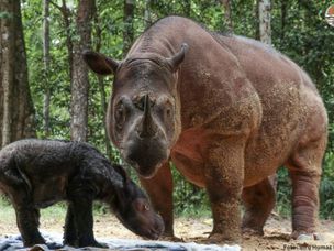 苏门答腊犀牛妈妈和小牛