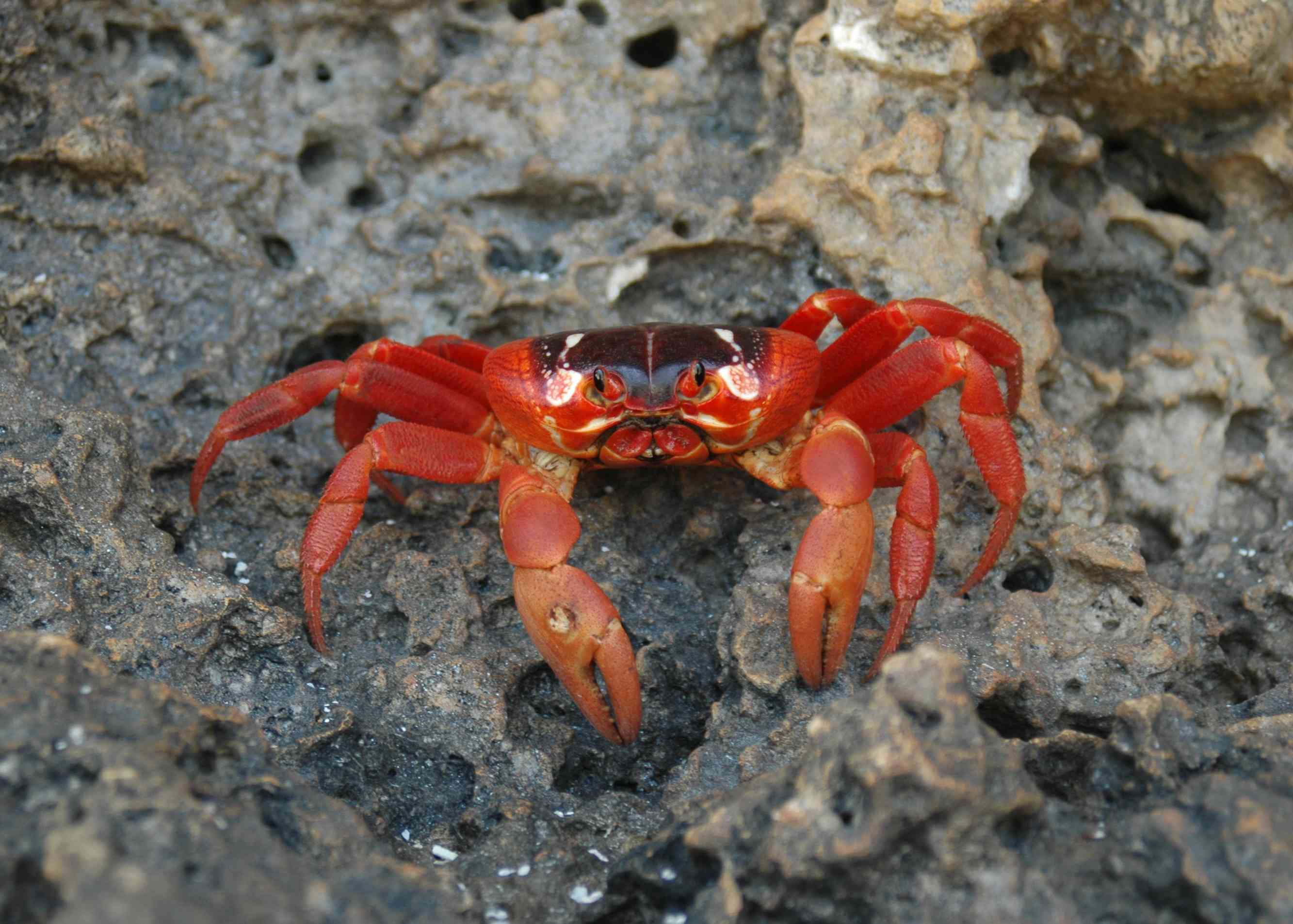 澳大利亚圣诞岛稀有红蟹的特写