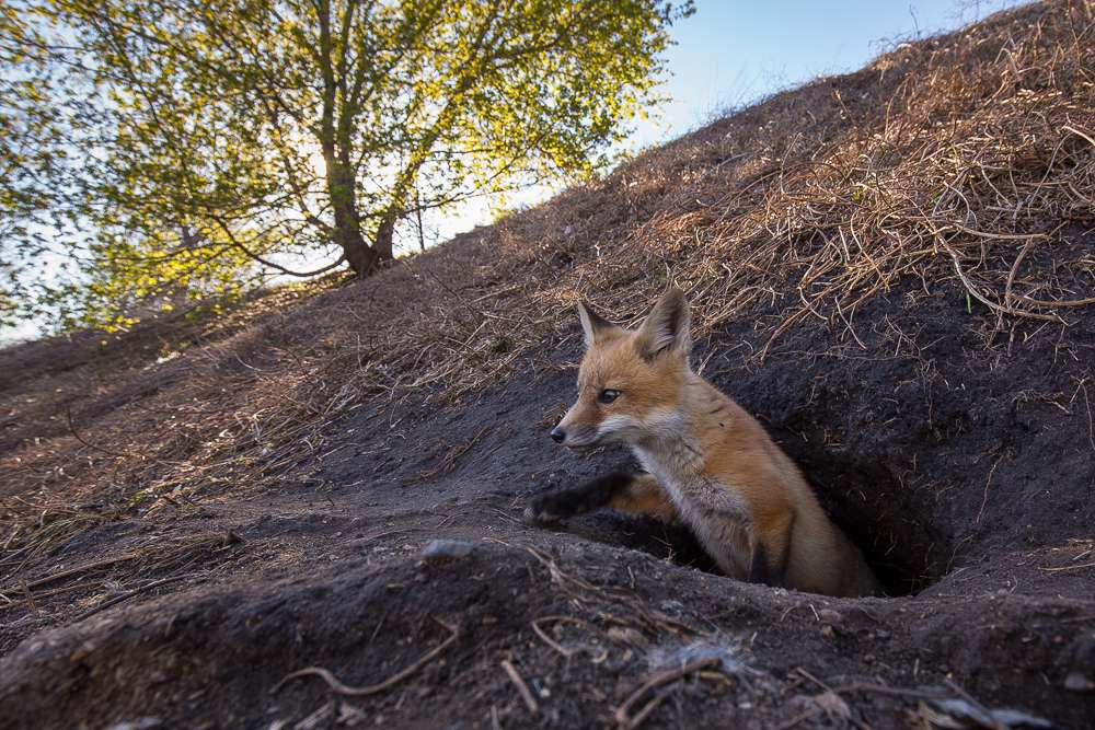 狐狸通常有不止一个窝。随着幼崽的成长，它们会在两个或更多的洞穴之间移动。