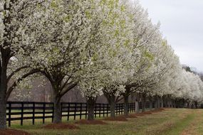 一排开花的布拉德福德梨树沿着木栅栏