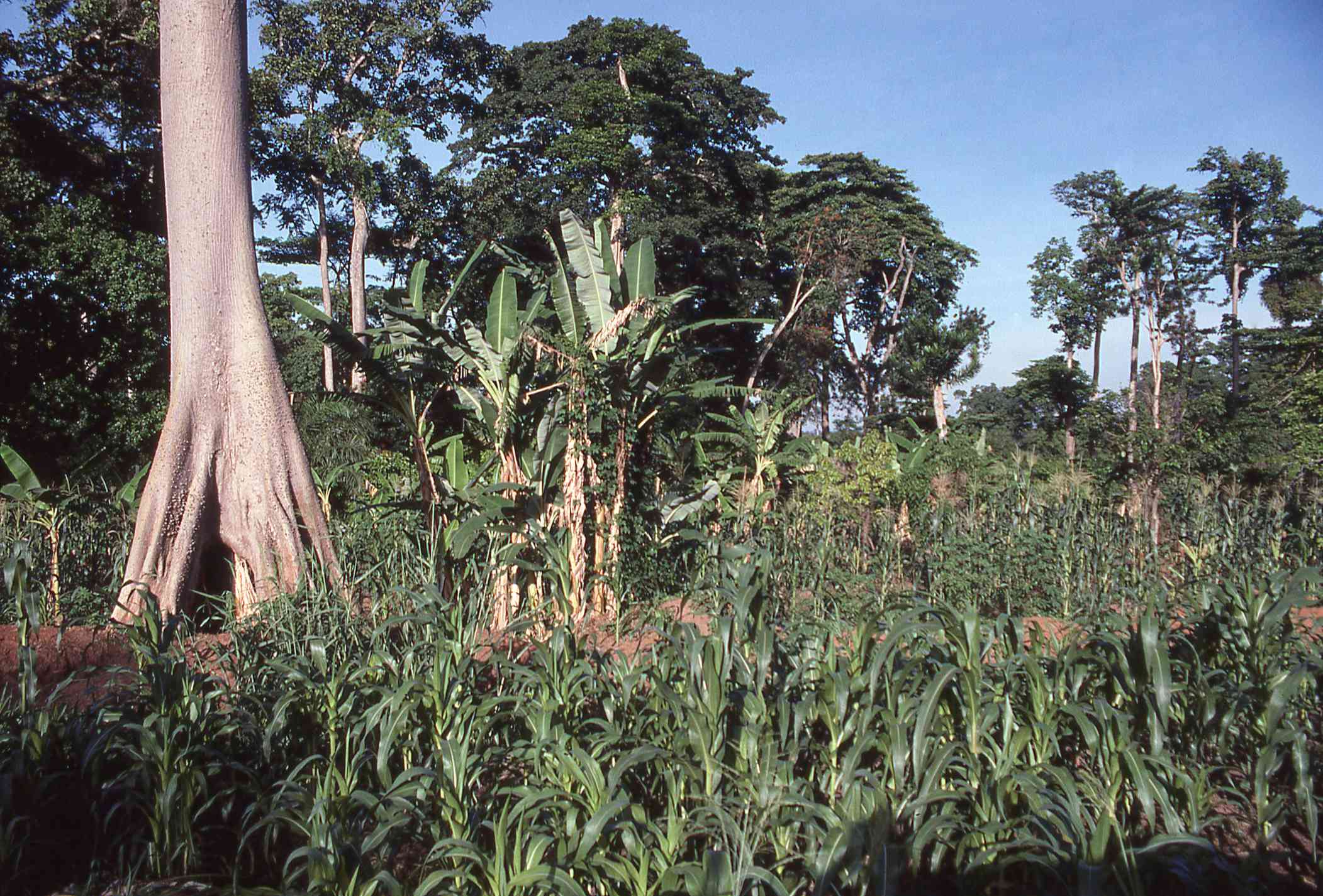 加纳库马西附近的生存种植园农场雨林
