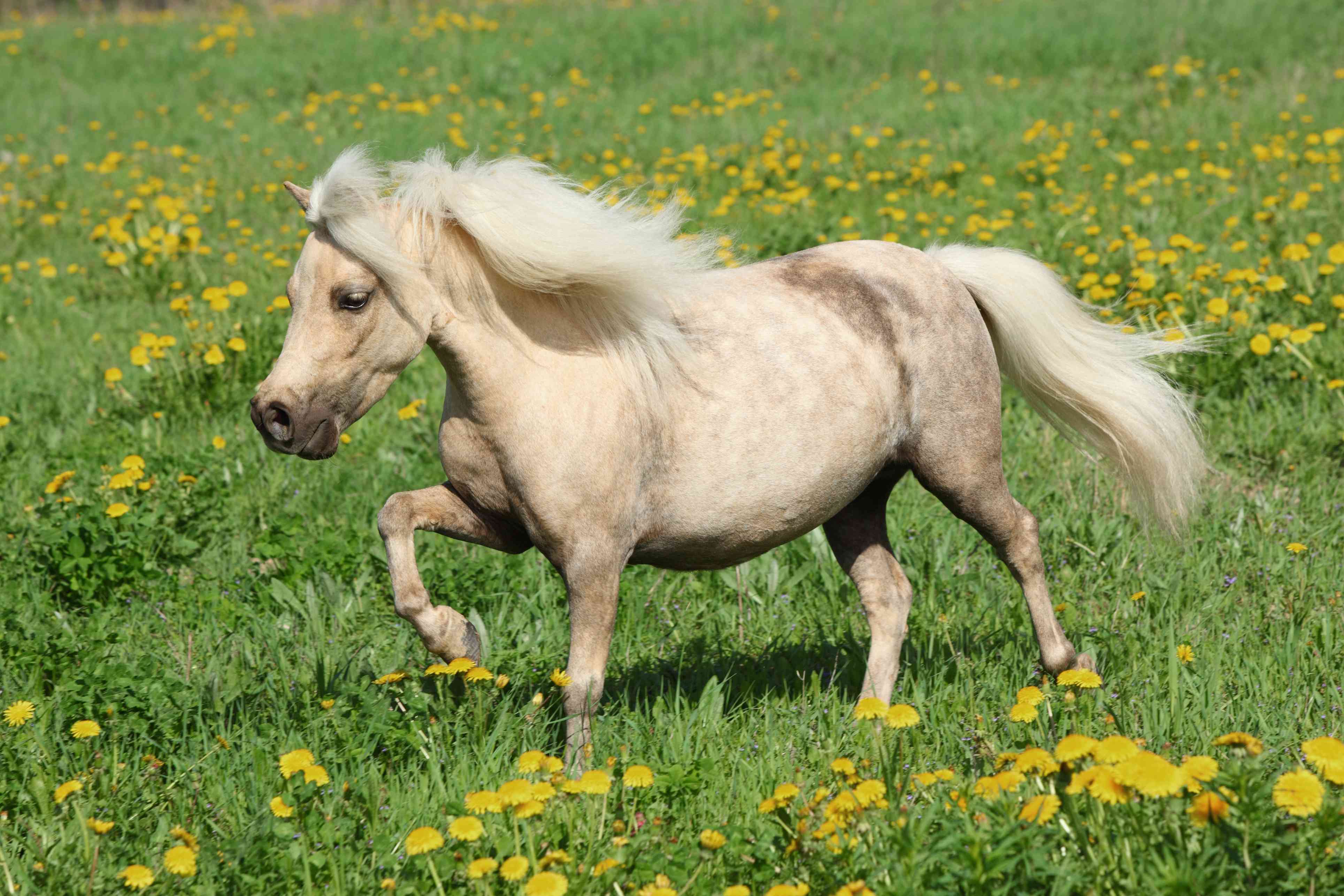 白色的法拉贝拉小马在长满蒲公英的草地上小跑＂width=