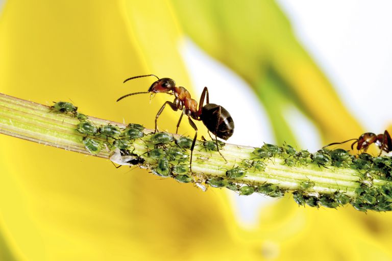 茎上的红蚂蚁与蚜虫“class=