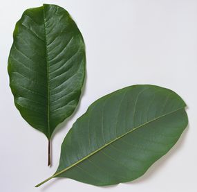 Magnolia Dawsoniana（Dawson's Magnolia）
