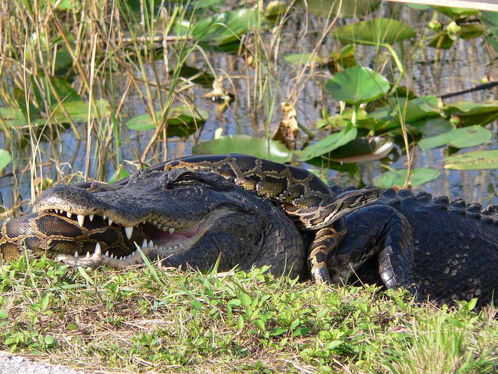 一只美洲短吻鳄和一条缅甸巨蟒在大沼泽地国家公园展开了激烈的争夺。