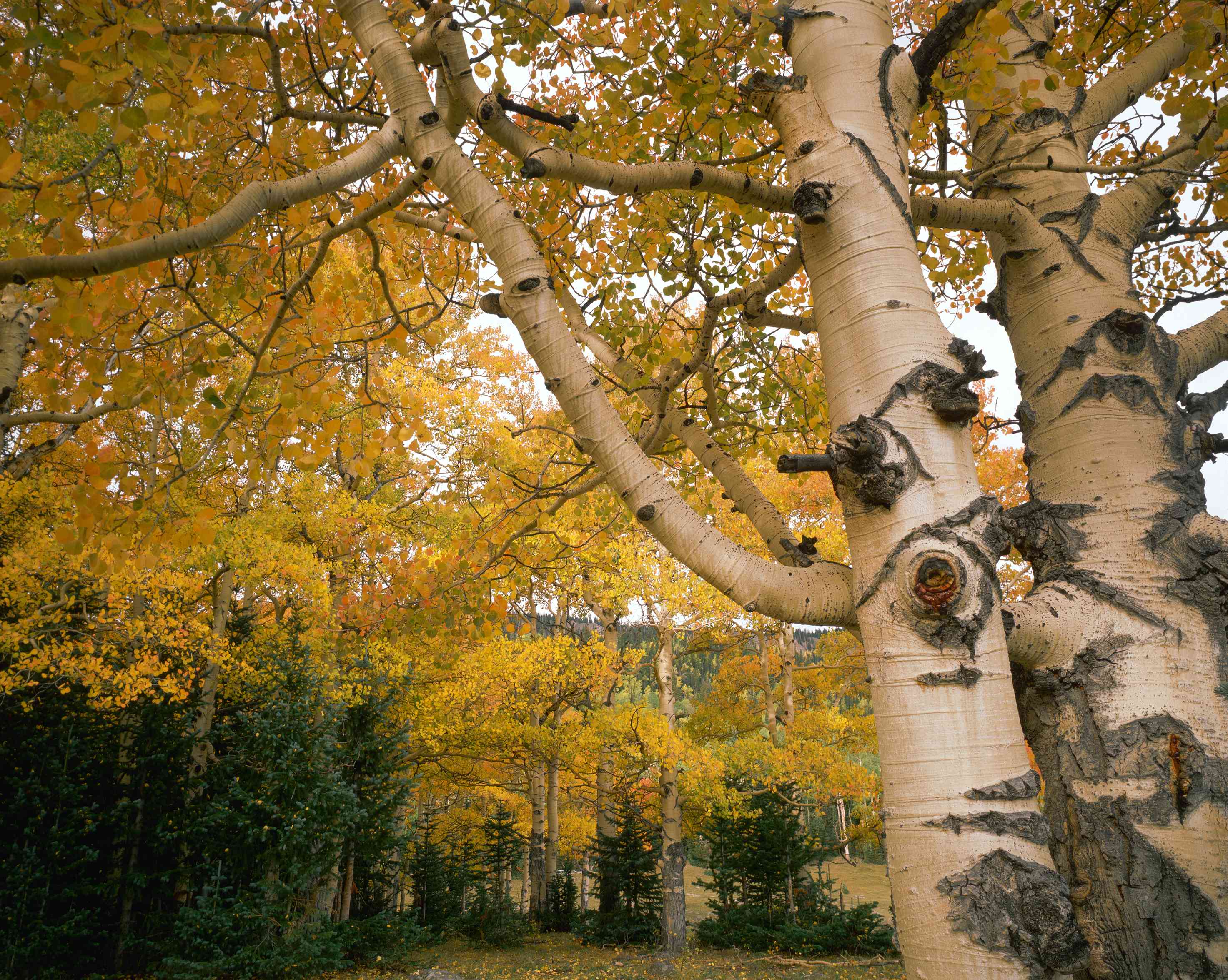 颤抖的白杨树在秋天结出金色的叶子。