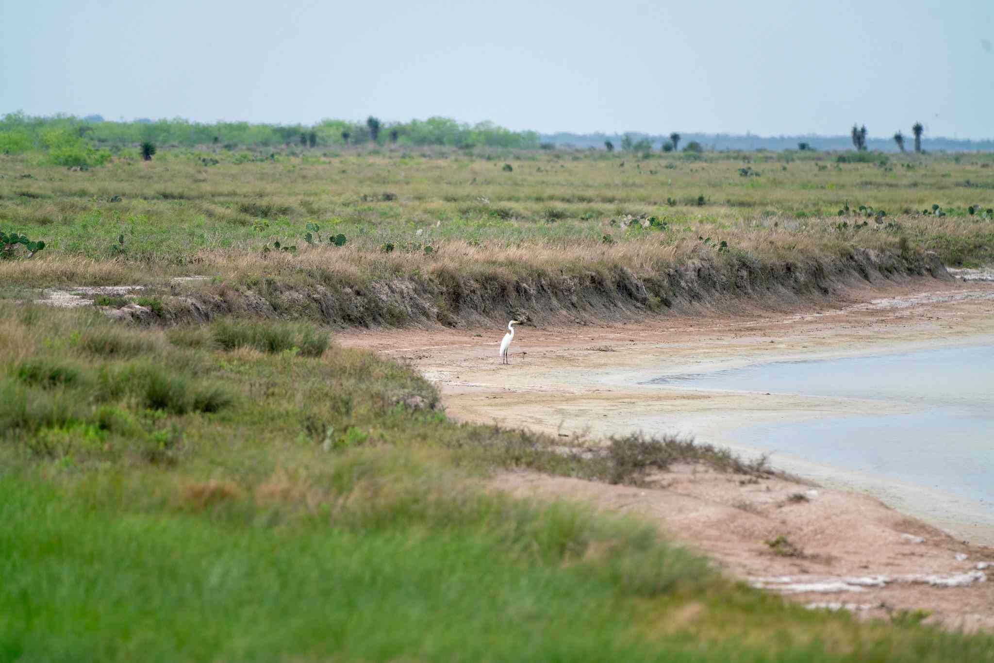 鸟在格兰德河流域下游的水
