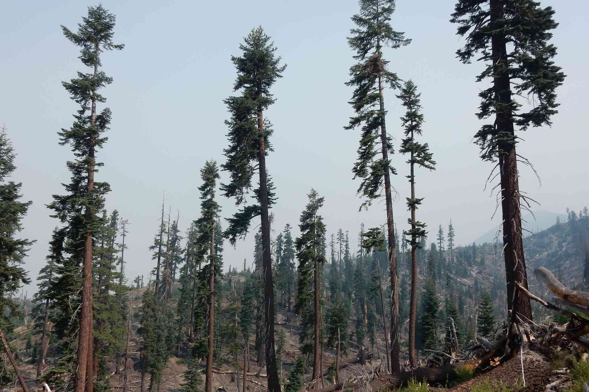 加州红冷杉在部分被烧毁的森林中茁壮成长＂width=