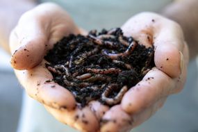 手伸出棕色的泥土和红色的蚯蚓作为蚯蚓堆肥