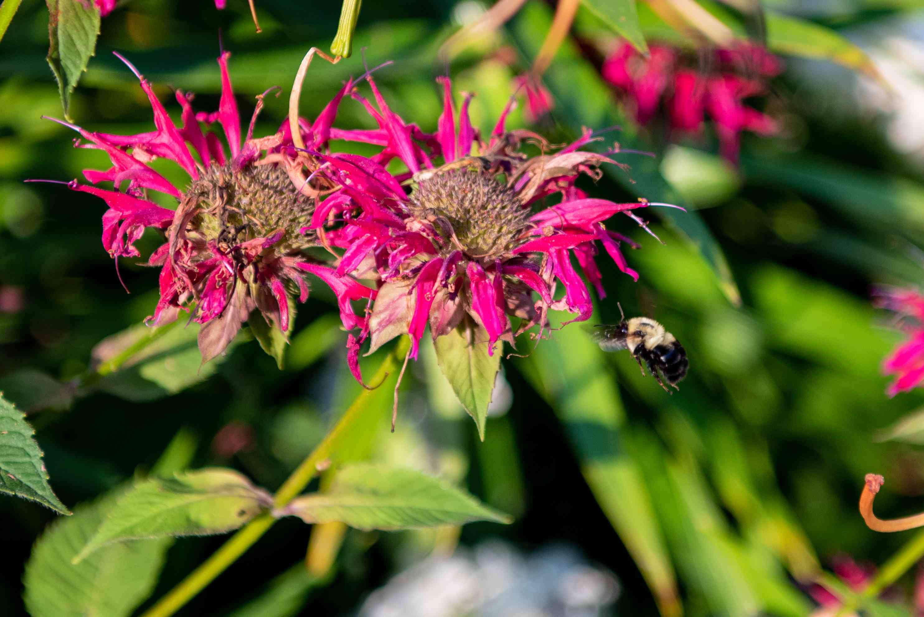 粉红色花朵的特写镜头与模糊大黄蜂徘徊在附近