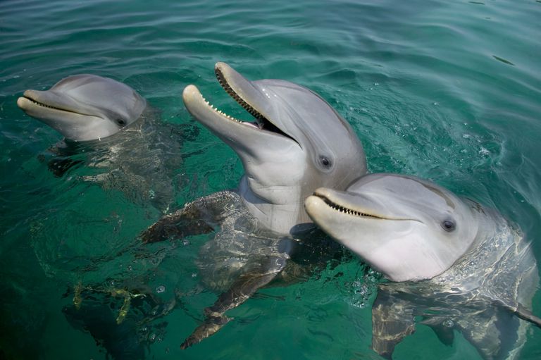 三只宽吻海豚在水面附近