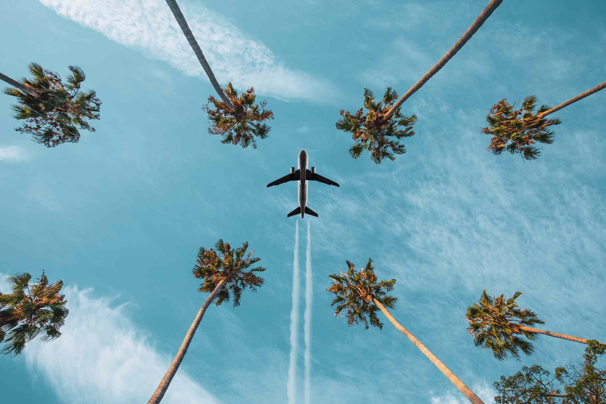 飞机飞行在棕榈树上，离开蒸气小径“width=