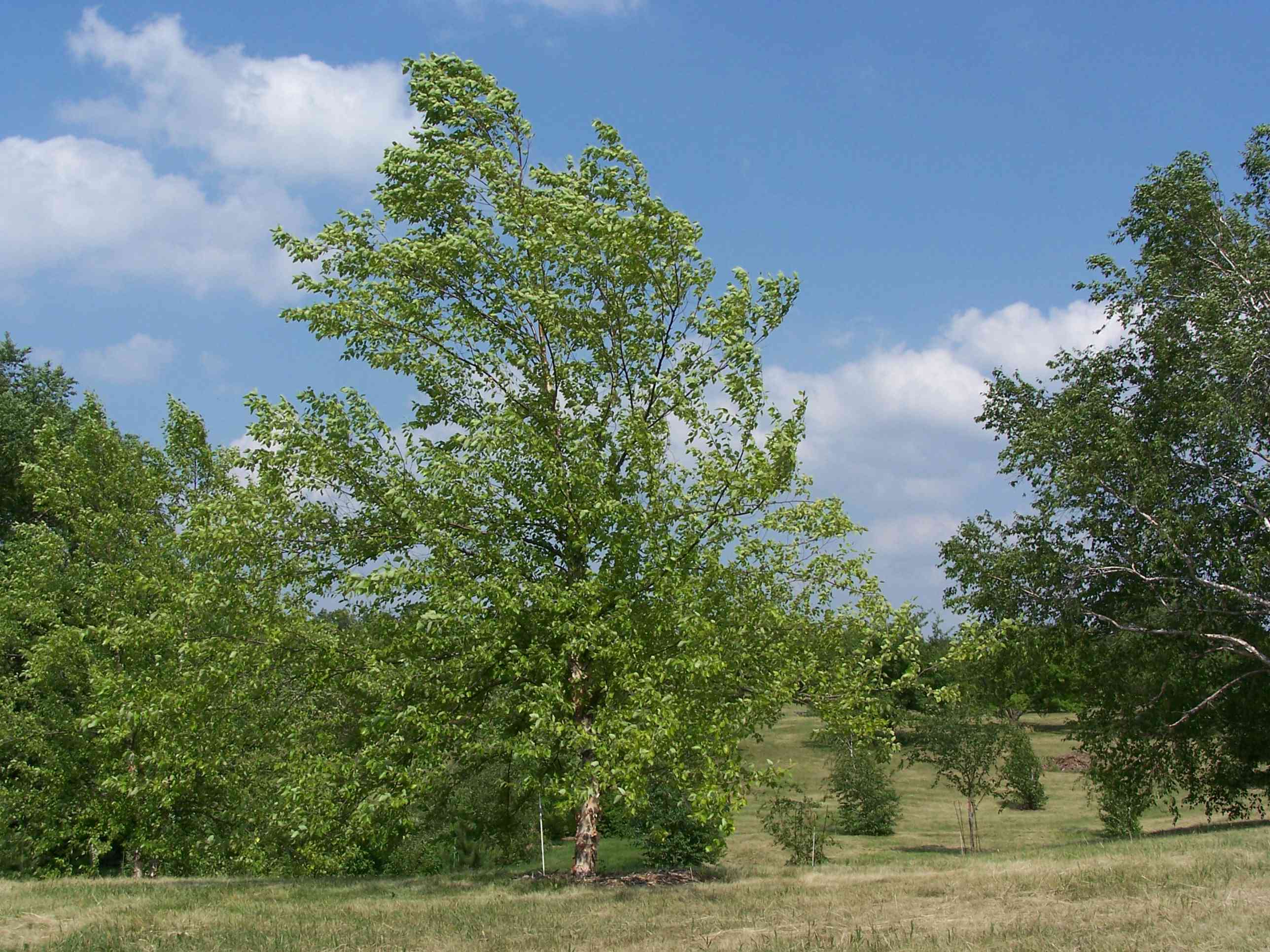 河边的白桦树在草地上毗邻，其他绿树映衬着蓝天白云＂width=