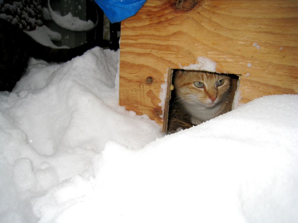 一只猫需要躲避雪。