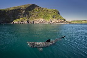 绿色覆盖的山丘前水面附近的一条bas鲨在水面附近游泳“width=