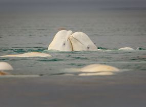 在加拿大萨默塞特岛附近的海面上蹭来蹭去的白鲸