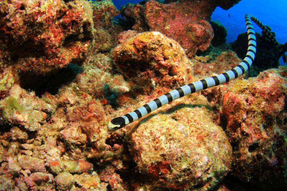 珊瑚礁上有一条黑色条纹和黄色脸的蓝色海蛇