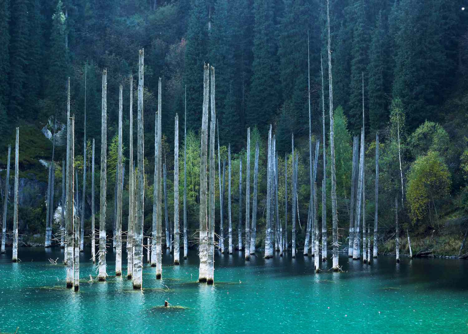 生动的蓝色Kaindy湖凹陷的桦树