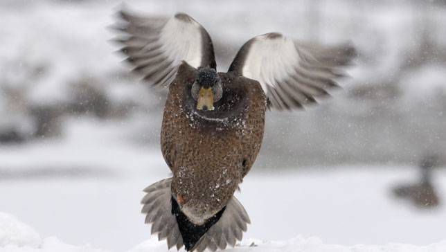 一只美国黑鸭试图降落在雪地上