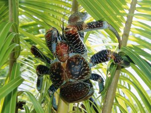 尼埃岛上的巨型椰子蟹
