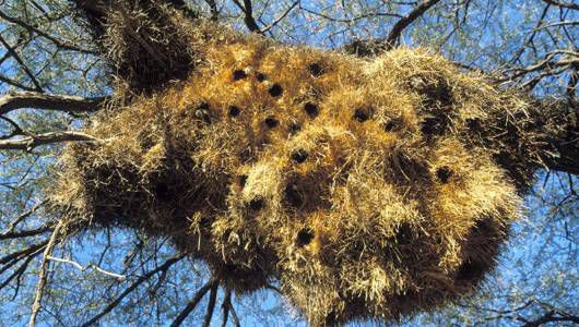 织布鸟的大干草巢巢