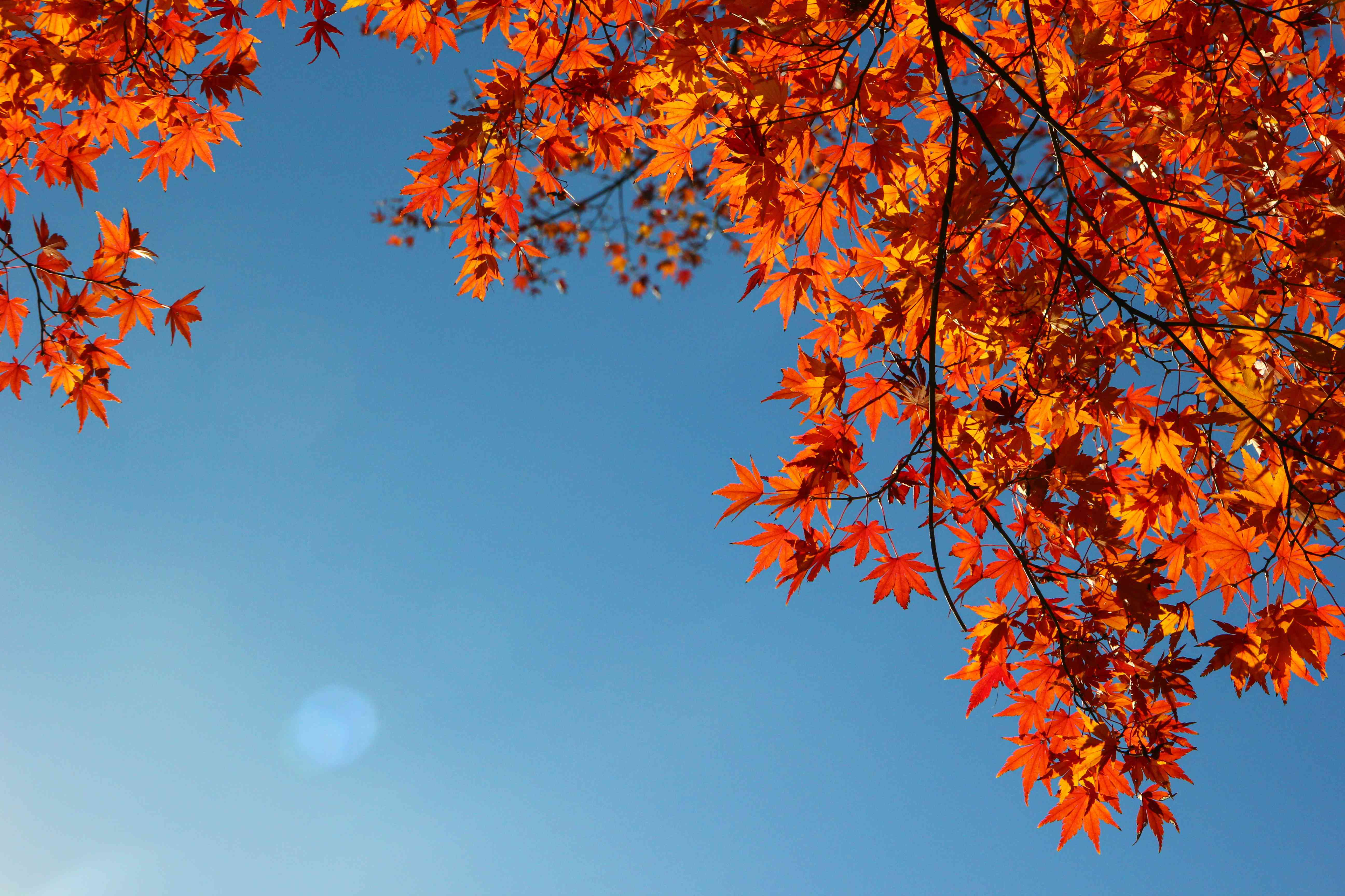橘红色的秋叶映衬着明亮的蓝天