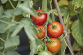 成熟，新鲜的红色西红柿生长在葡萄藤上