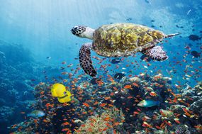 水下海景和海洋生物的景色