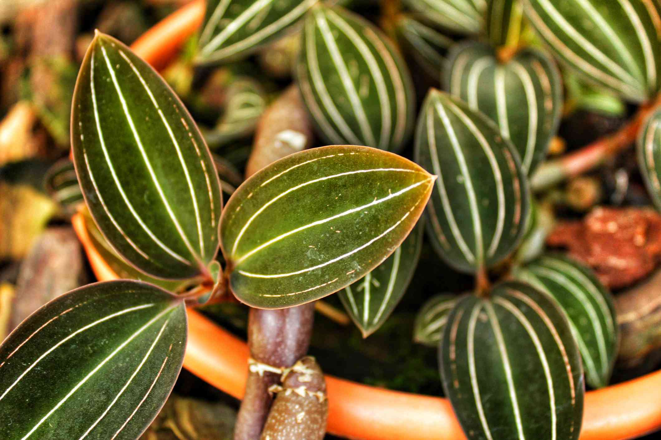 宝石兰花(Ludisia discolor)在一盆＂width=