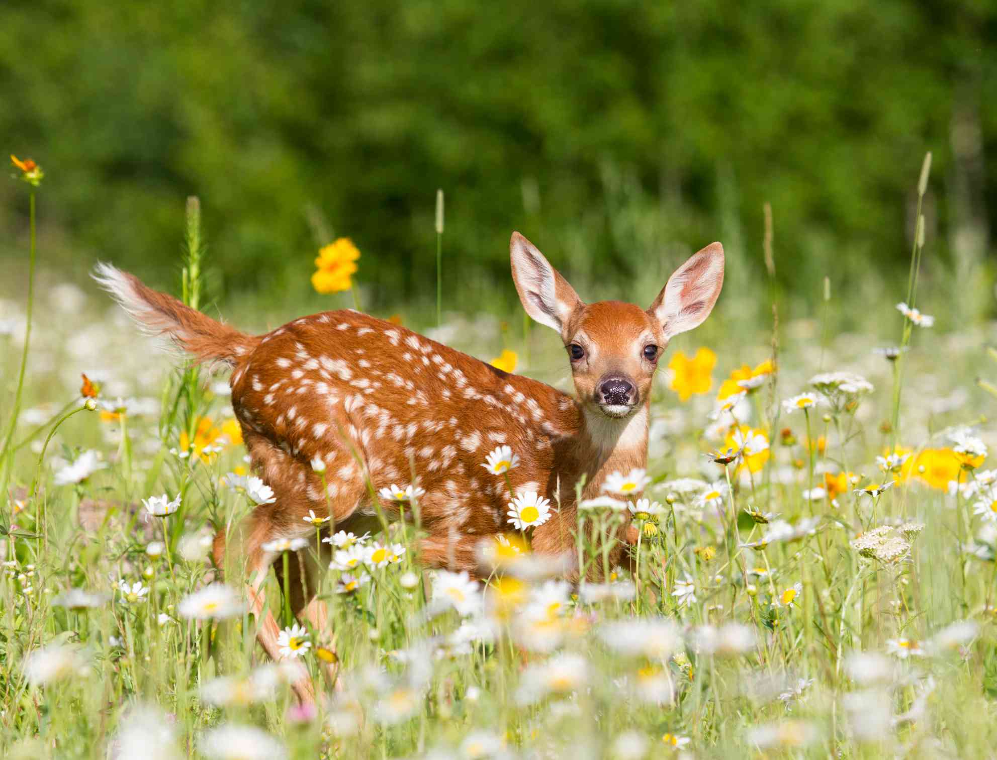 一只小白尾鹿在草地上小鹿＂width=