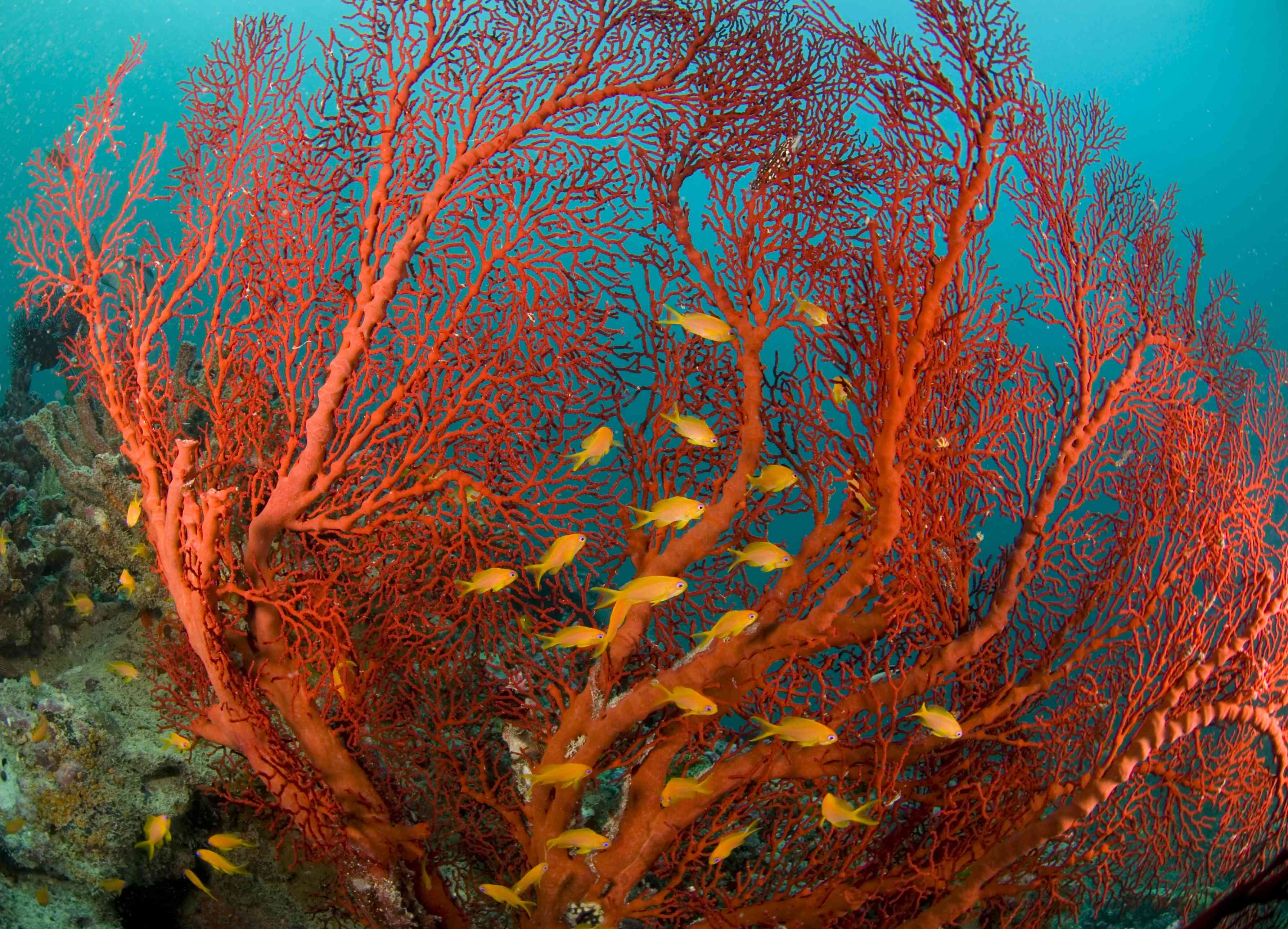 橙色鱼通过火珊瑚的股线。＂width=