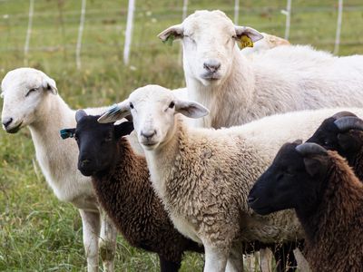 goats and sheep stare at camera