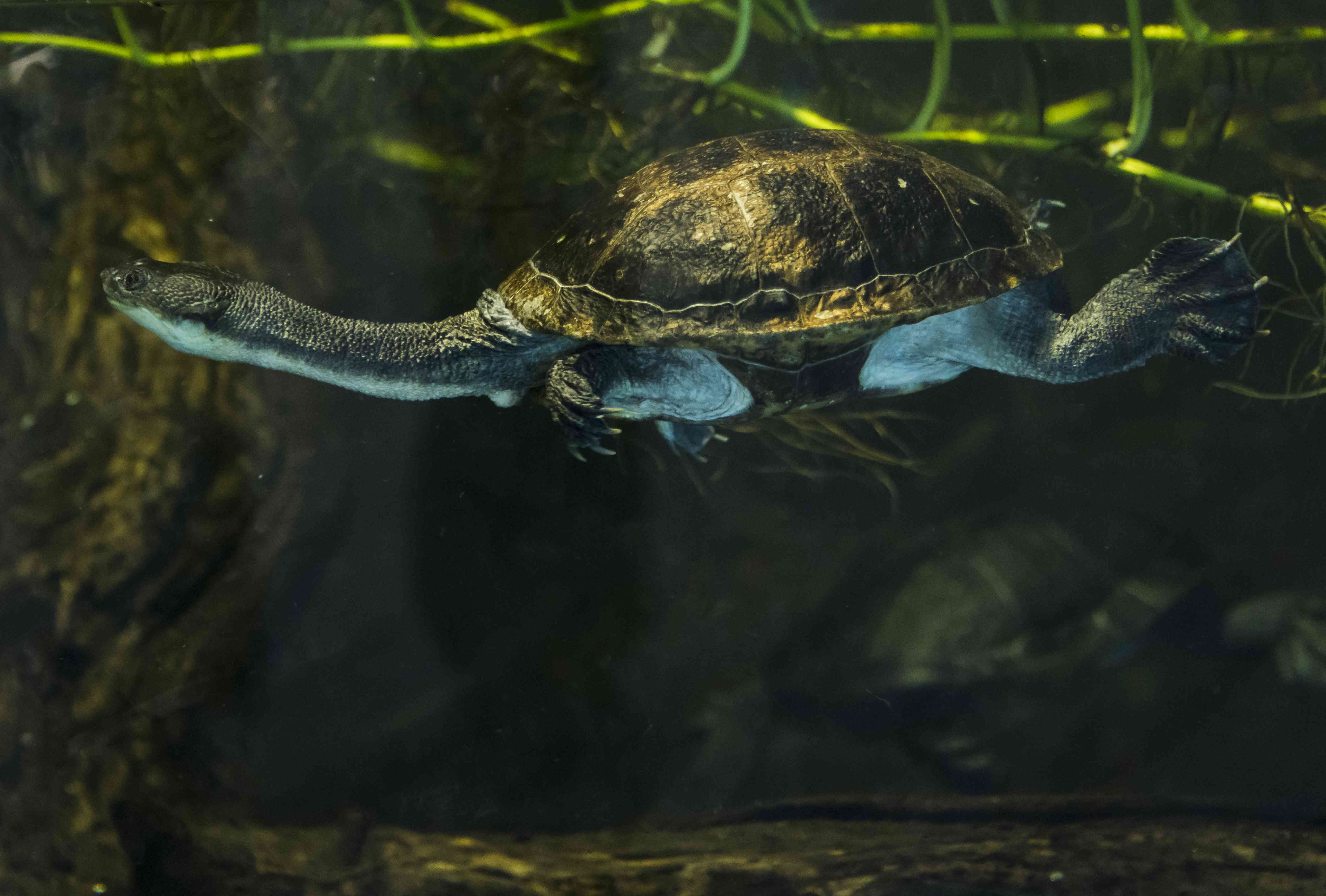 墨绿色罗提岛蛇颈龟在湖中游泳＂width=