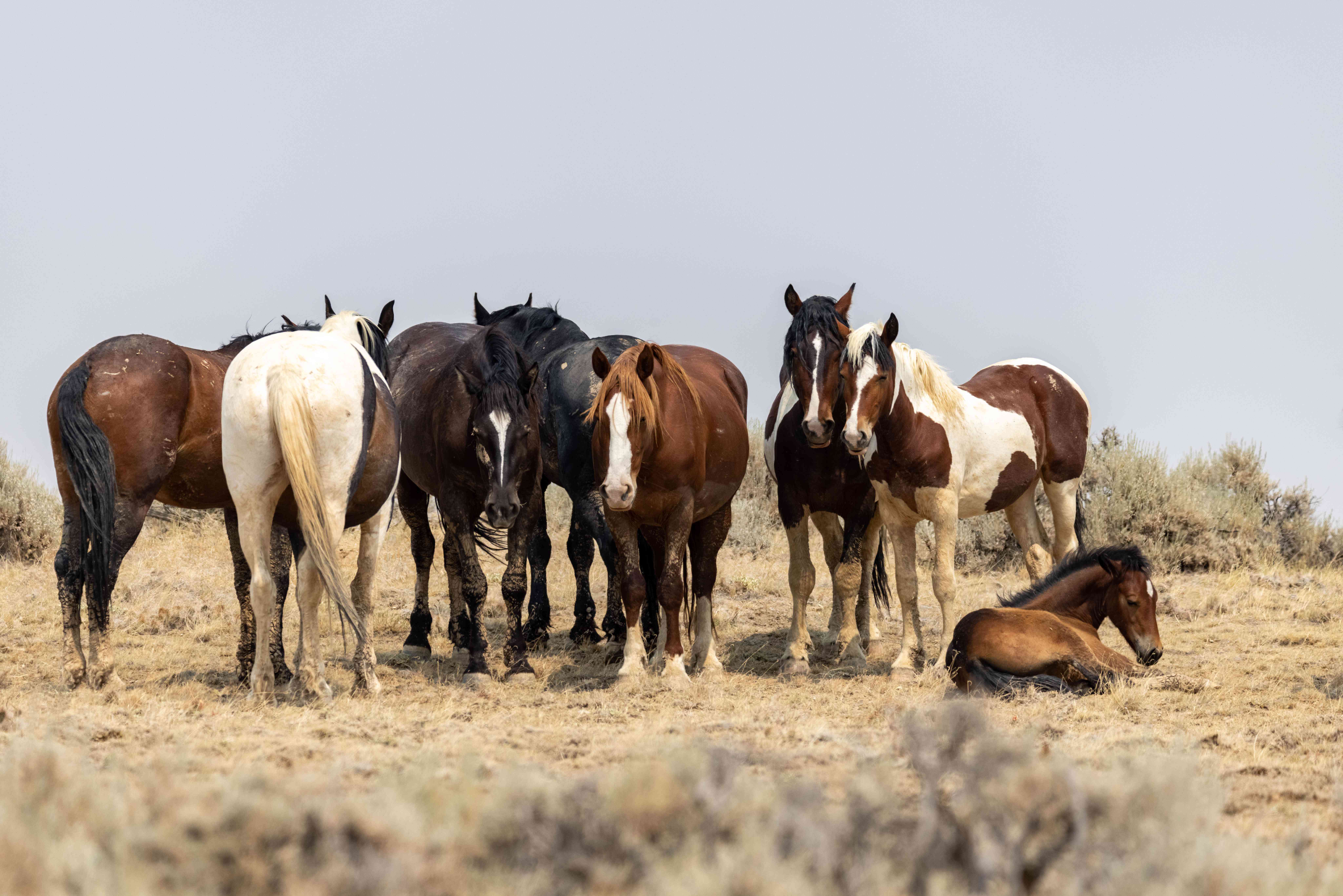 外面尘土飞扬的田野里，成群的棕黑色和白色野马聚集在一起