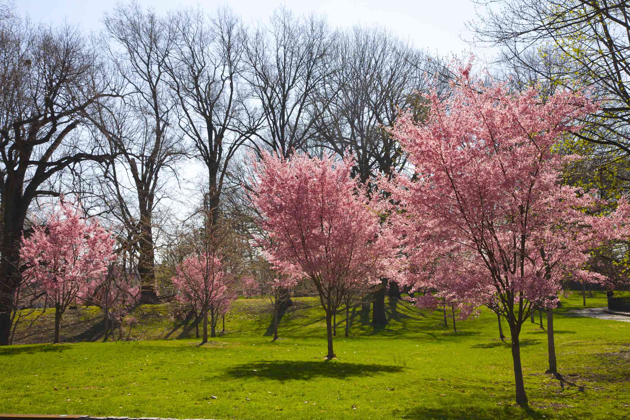 一组7种小樱花树，在绿草草坪上全粉红色的花朵，高高的树木，背景没有叶子在布鲁克公园