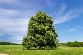 孤独的林登/美国椴木树在明亮的蓝天