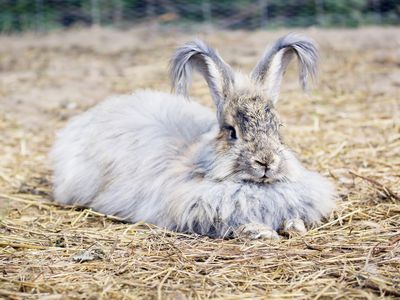 安哥拉兔躺在稻草