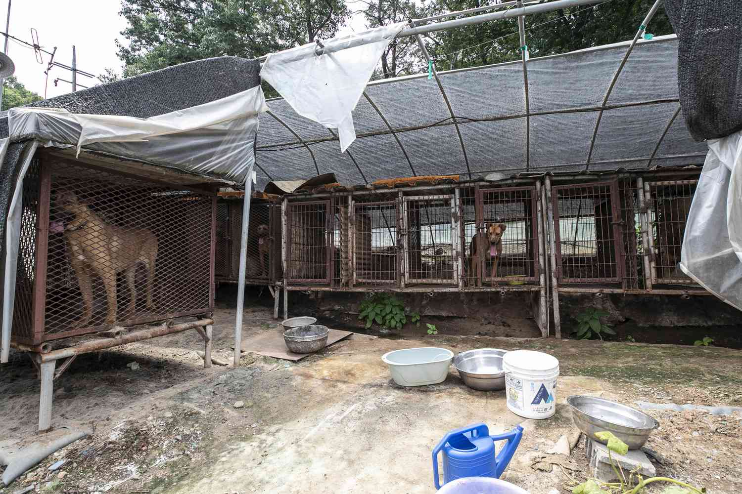 在韩国的狗肉农场，狗被关在笼子里＂>
          </noscript>
         </div>
        </div>
        <figcaption id=