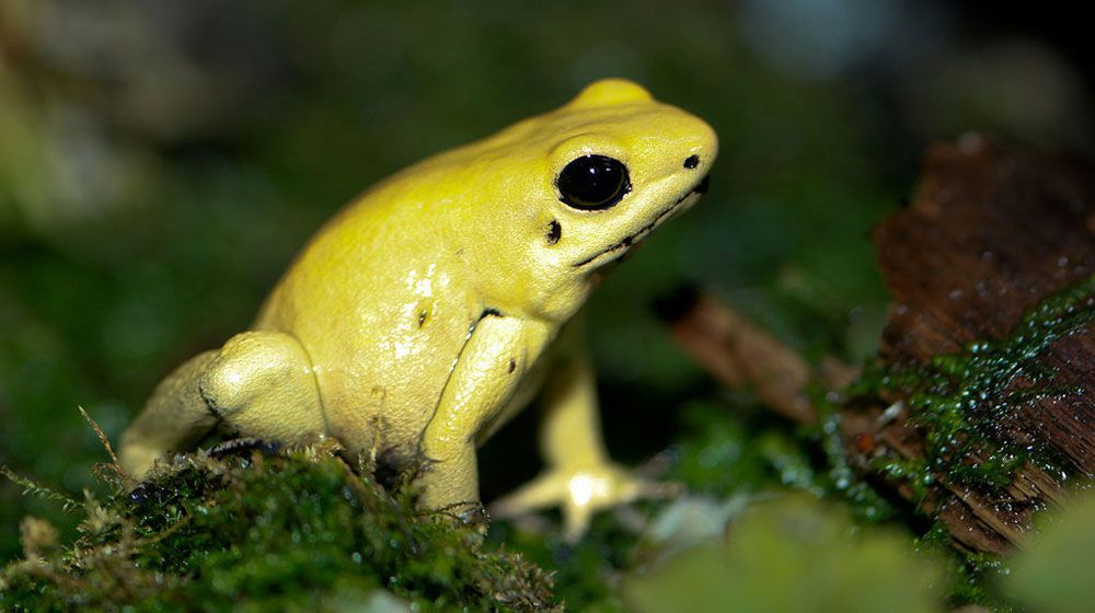 金色金色的箭毒蛙坐在苔藓上＂width=